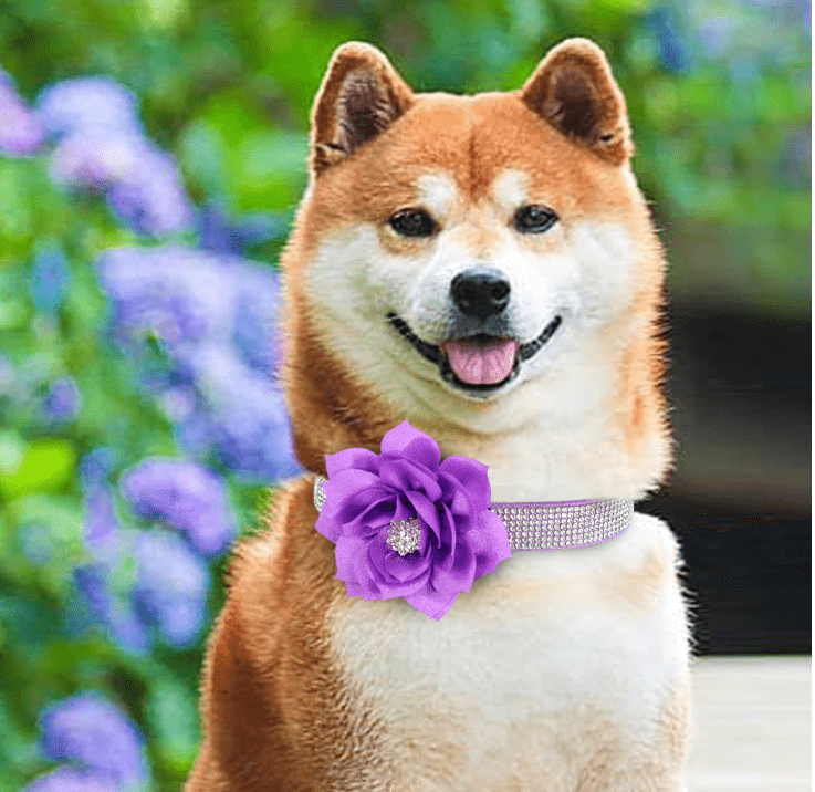 Cute Rhinestone Collar With Bling Flower. - ICY Couture