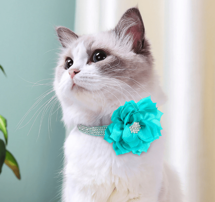 Cute Rhinestone Collar With Bling Flower. - ICY Couture